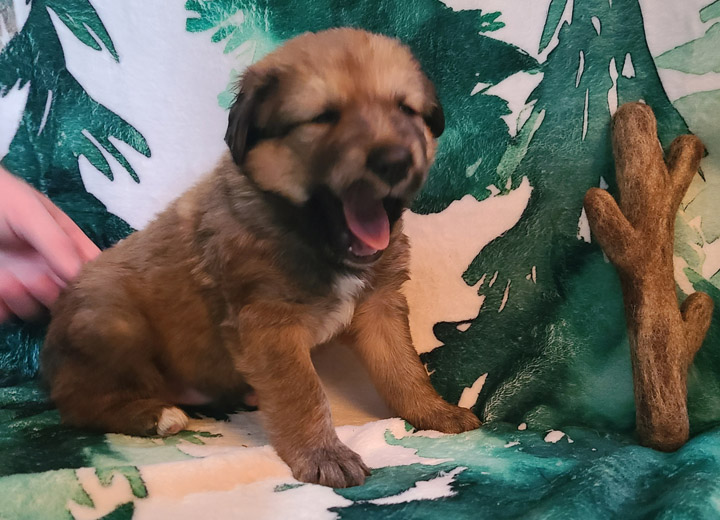 chinook puppy